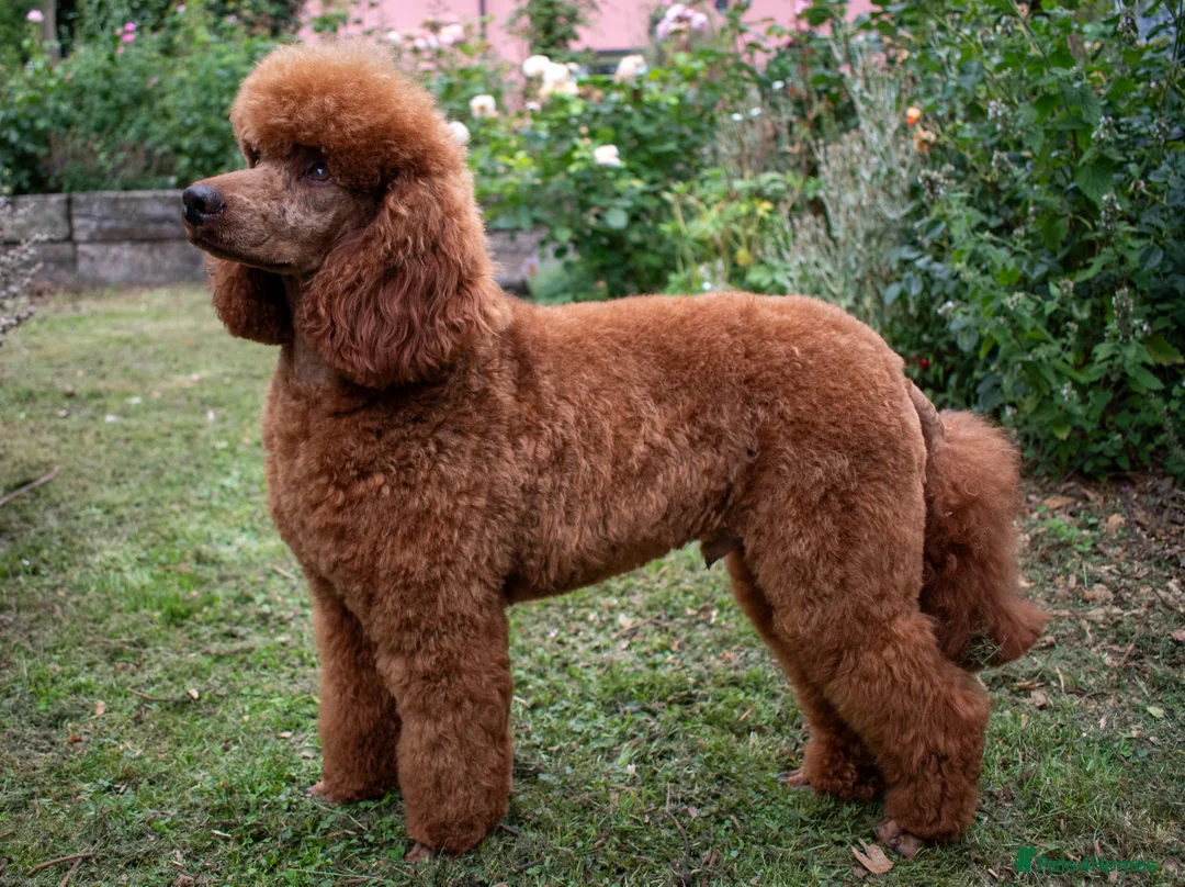 Miniature Poodle dogs for stud: KC Red Miniature Poodle For Stud  - Advert 10