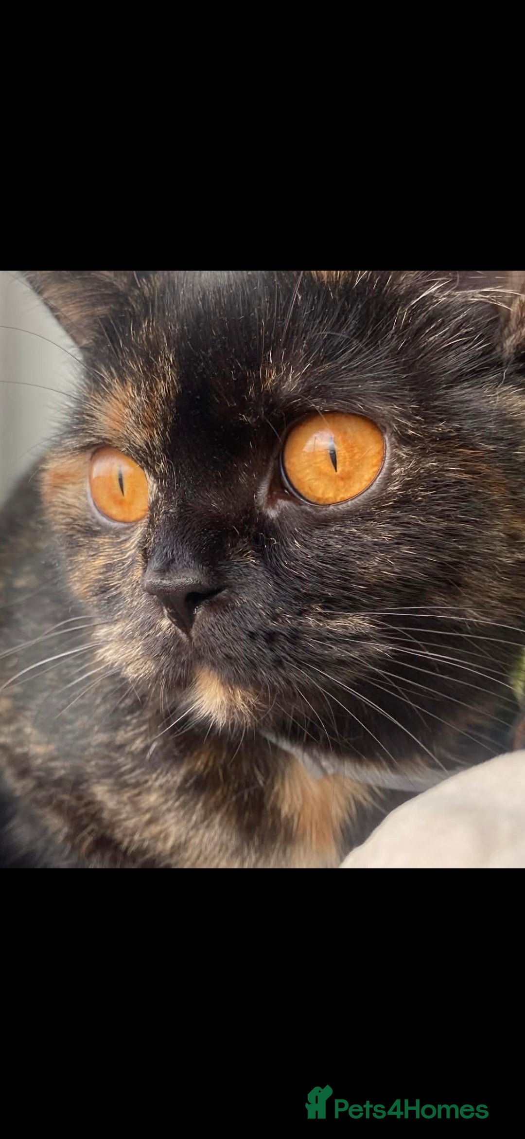 British Shorthair cats for sale: Our wonderful Geto ❤️  - Advert 3