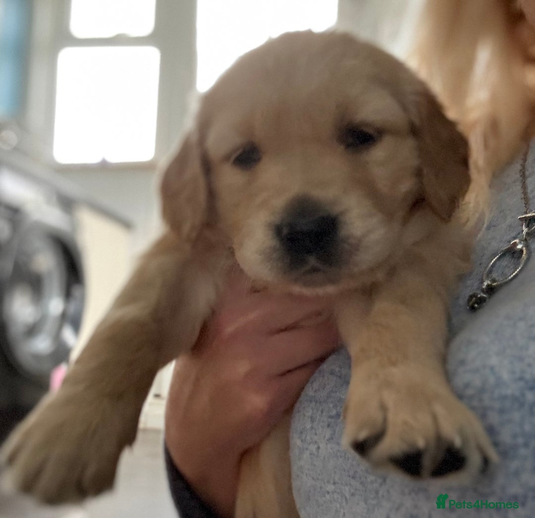 Golden Retriever dogs for sale: 💕 2 Golden Retriever Girls Left 💕 - Image 5