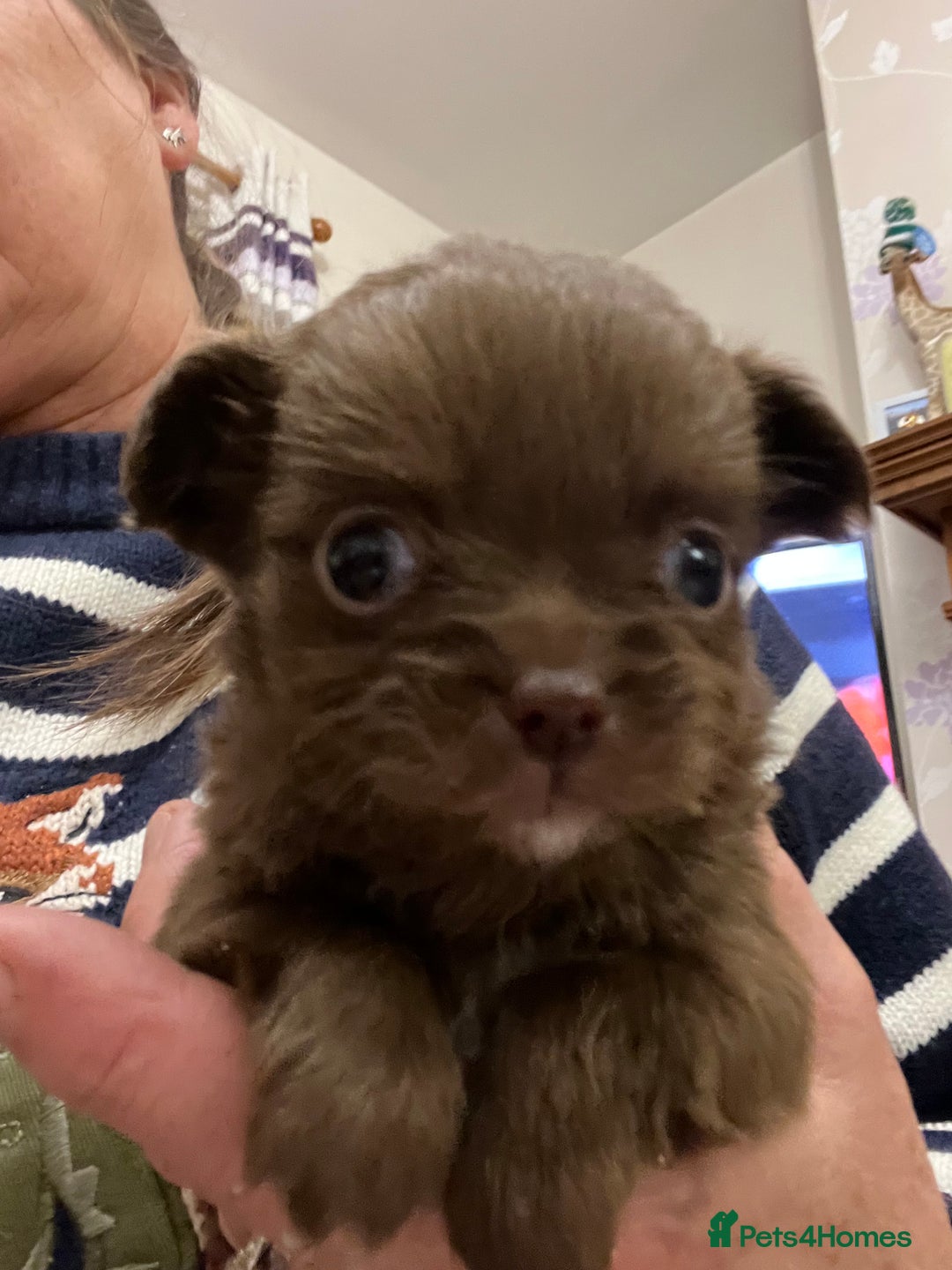 Chihuahua dogs for sale: 3 Gorgeous long coats boys - Advert 12