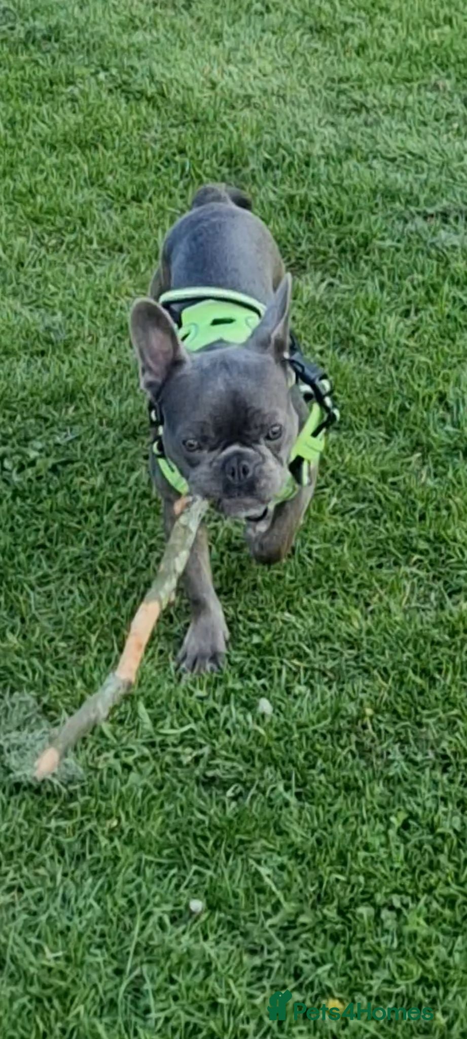 French Bulldog dogs Beautiful French Bulldog – Loving, Healthy & Ready - Advert 1