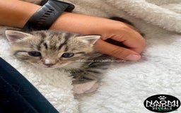 Mixed Breed cats for sale: ⭐️ BENGAL KITTEN FOR SALE! ⭐️ 🩷❤️🧡💛💚🩵💙💜 - Image 4