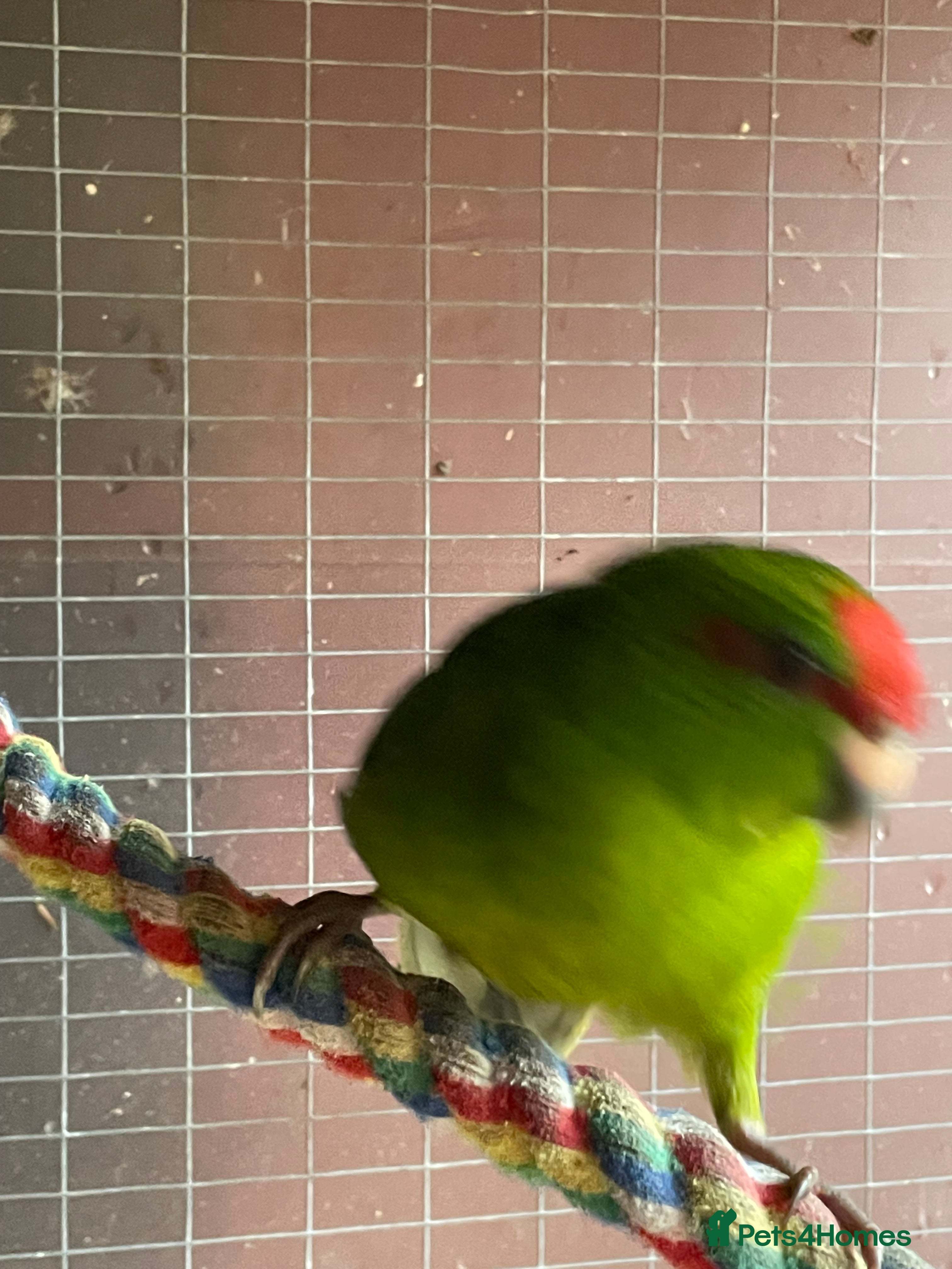 Parakeets birds 2 young Kakariki - Advert 1