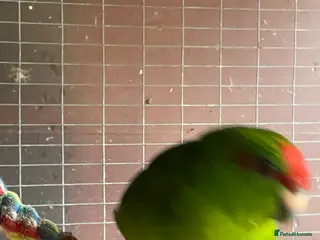 Parakeets birds 2 young Kakariki - Advert 2