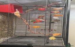Canaries birds for sale: 10 canary birds for sale  - Image 1