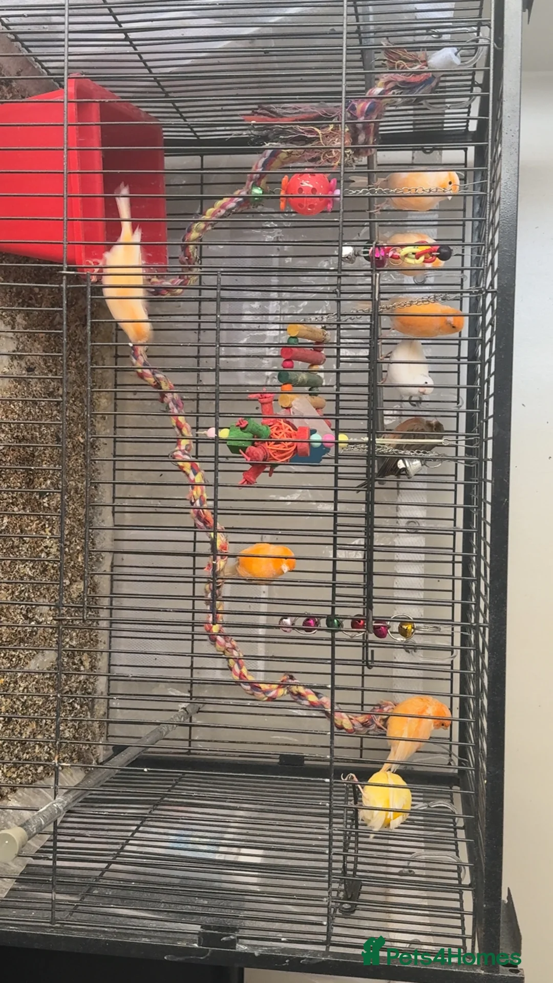 Canaries birds for sale: 10 canary birds for sale  - Advert 1