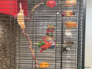 Canaries birds 10 canary birds for sale - Advert 7