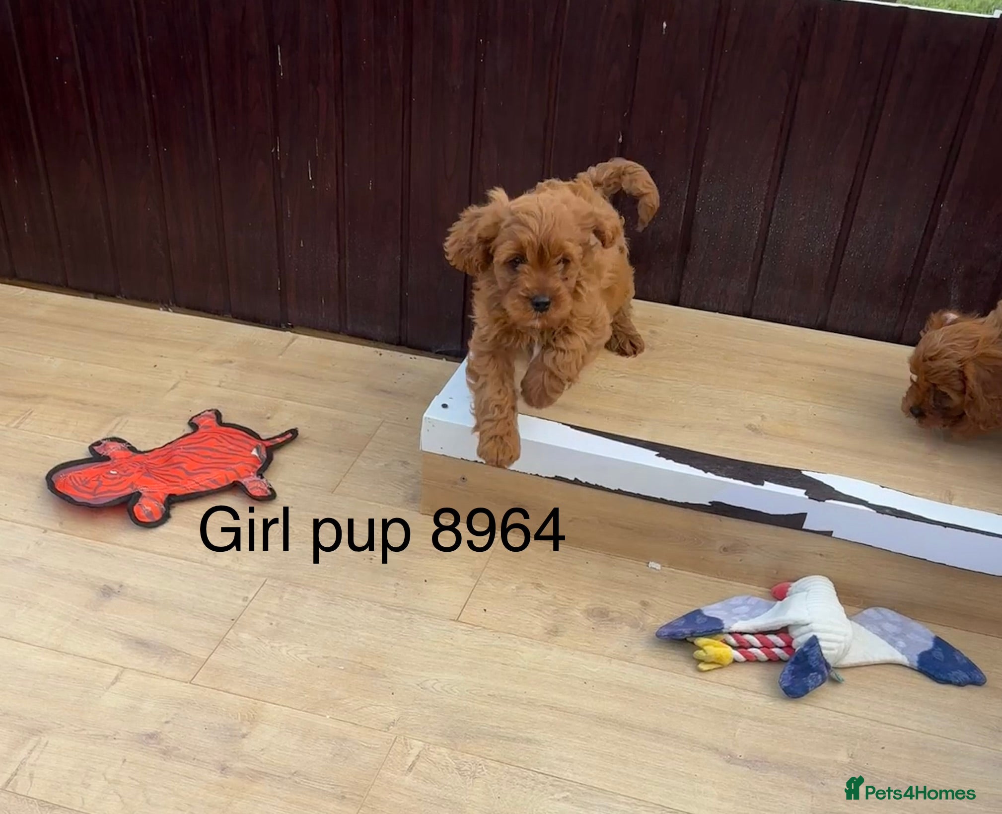 Cavapoo dogs Stunning F1 Cavapoo pups, out of DNA tested parent - Advert 2