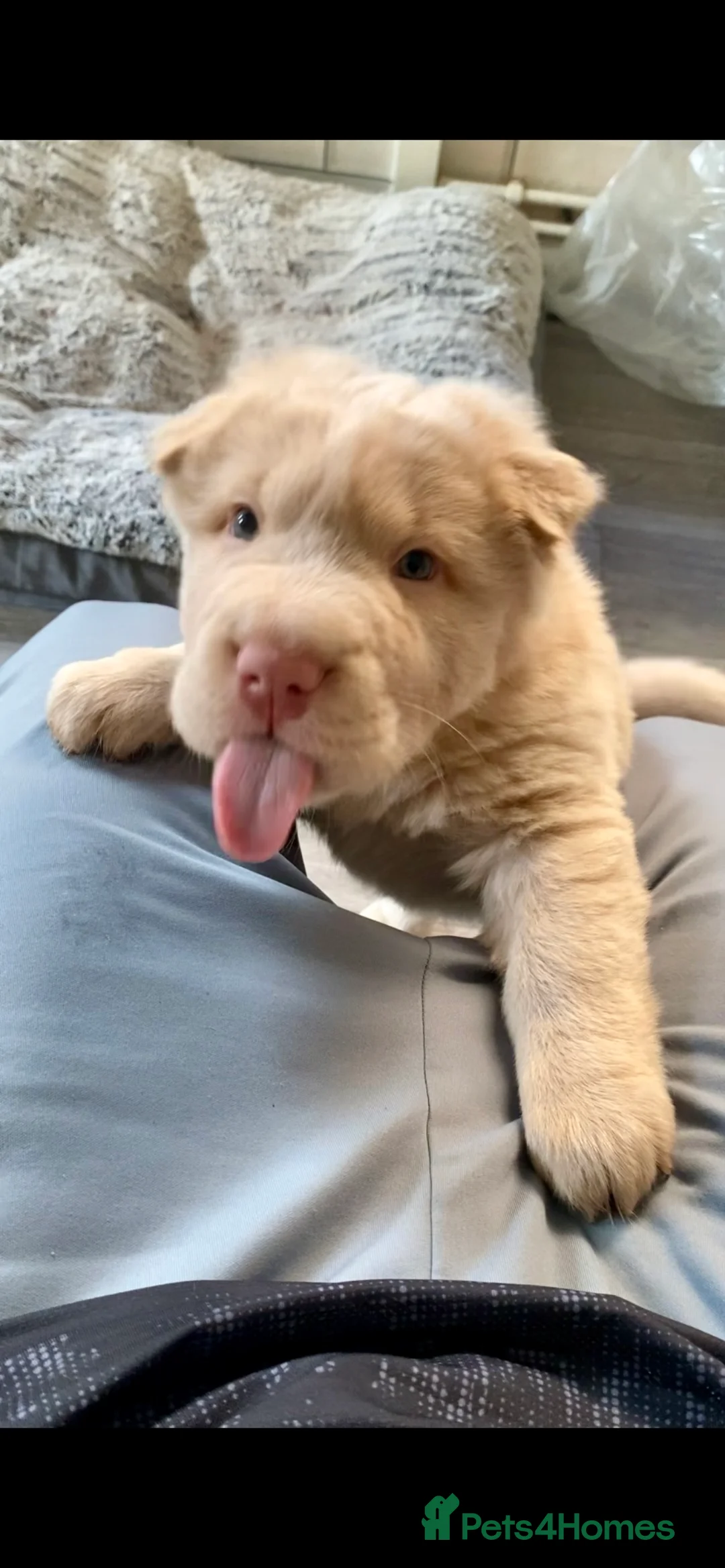 Shar Pei dogs for sale: ✨🐾 Cream Bear Coat Shar Pei Girl Available 🐾✨ - Advert 3