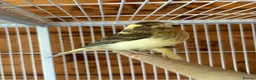 Canaries birds for sale: Canaries - mixed colours  - Advert 6