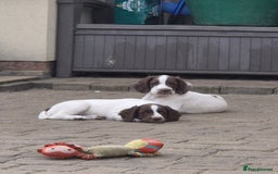 English Springer Spaniel dogs for sale: Springer spaniel puppies  - Image 3