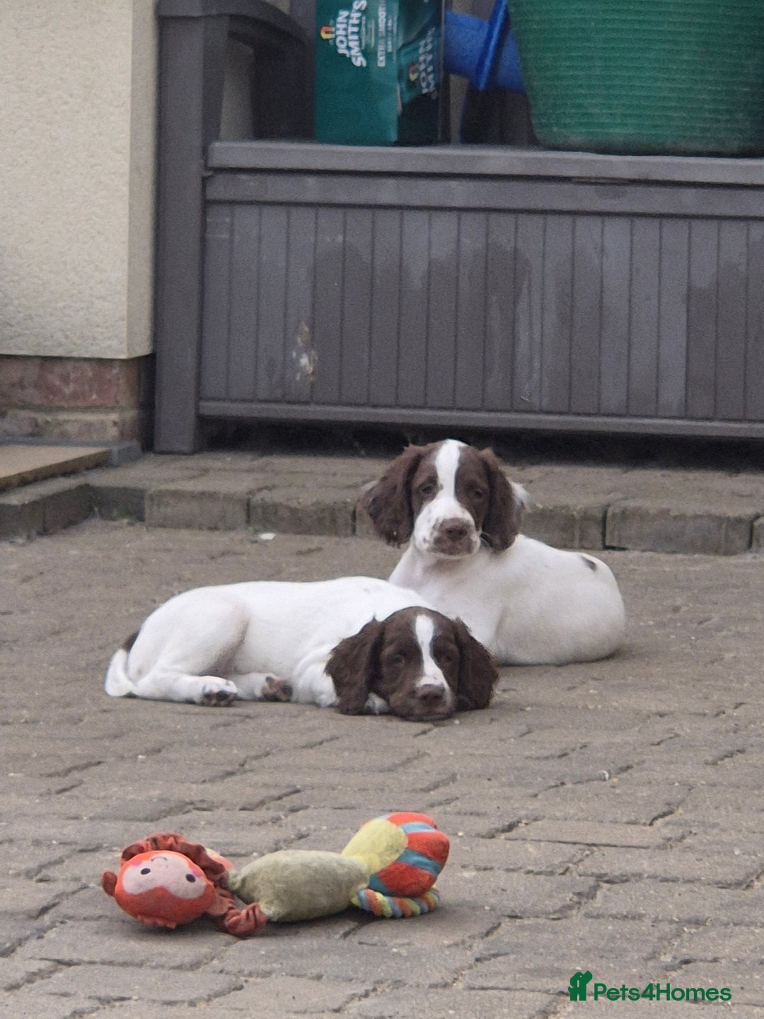 English Springer Spaniel dogs for sale: Springer spaniel puppies  - Image 3