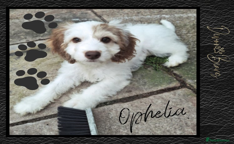 Cockapoo dogs - Advert 16