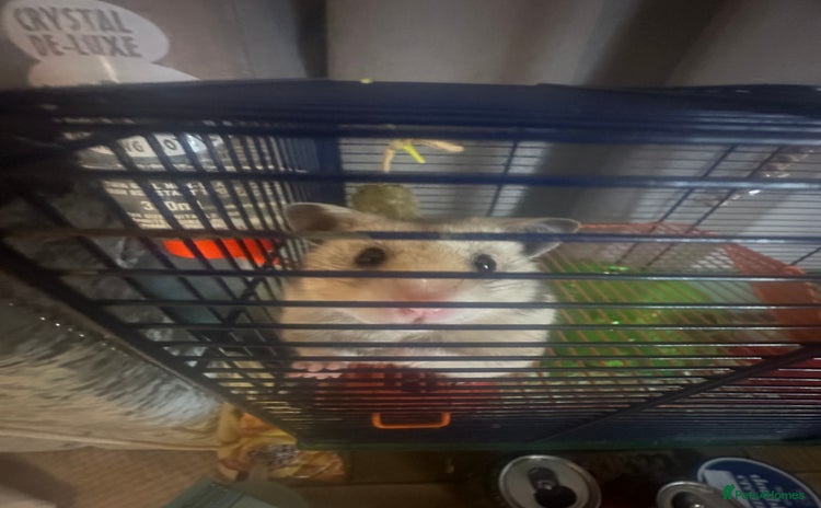 Hamster rodents - Advert 3