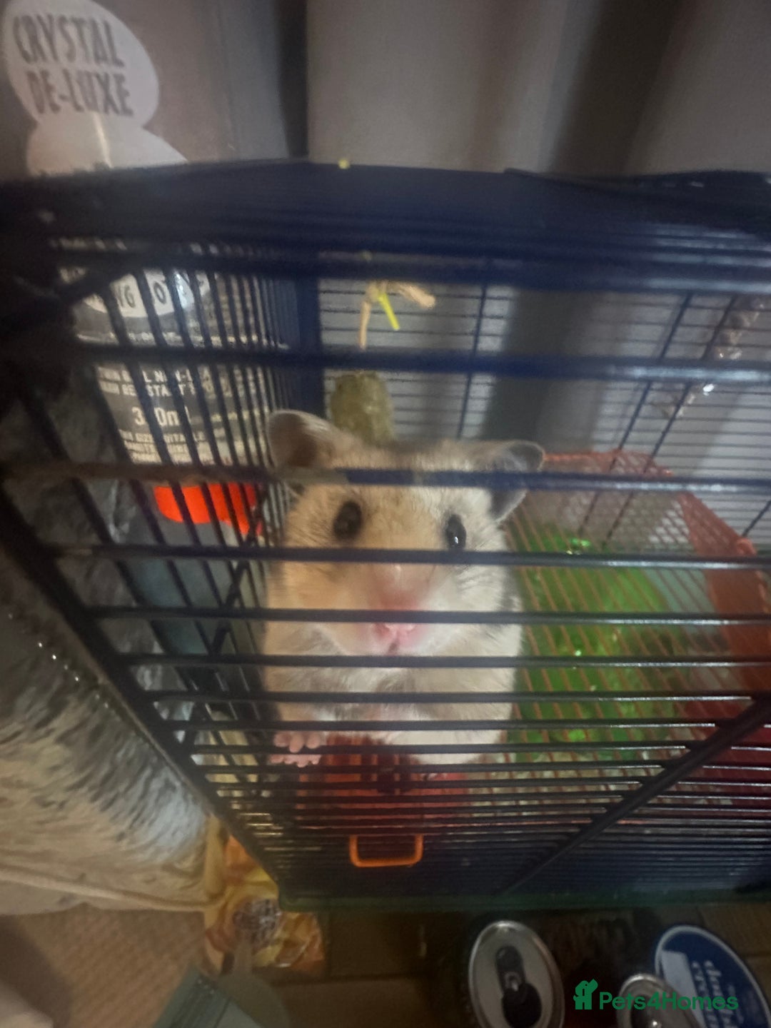 Hamster rodents for sale: Syrian hamster - Image 1