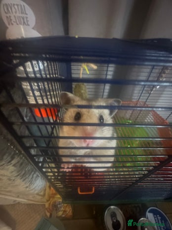 Hamster rodents - Advert 6