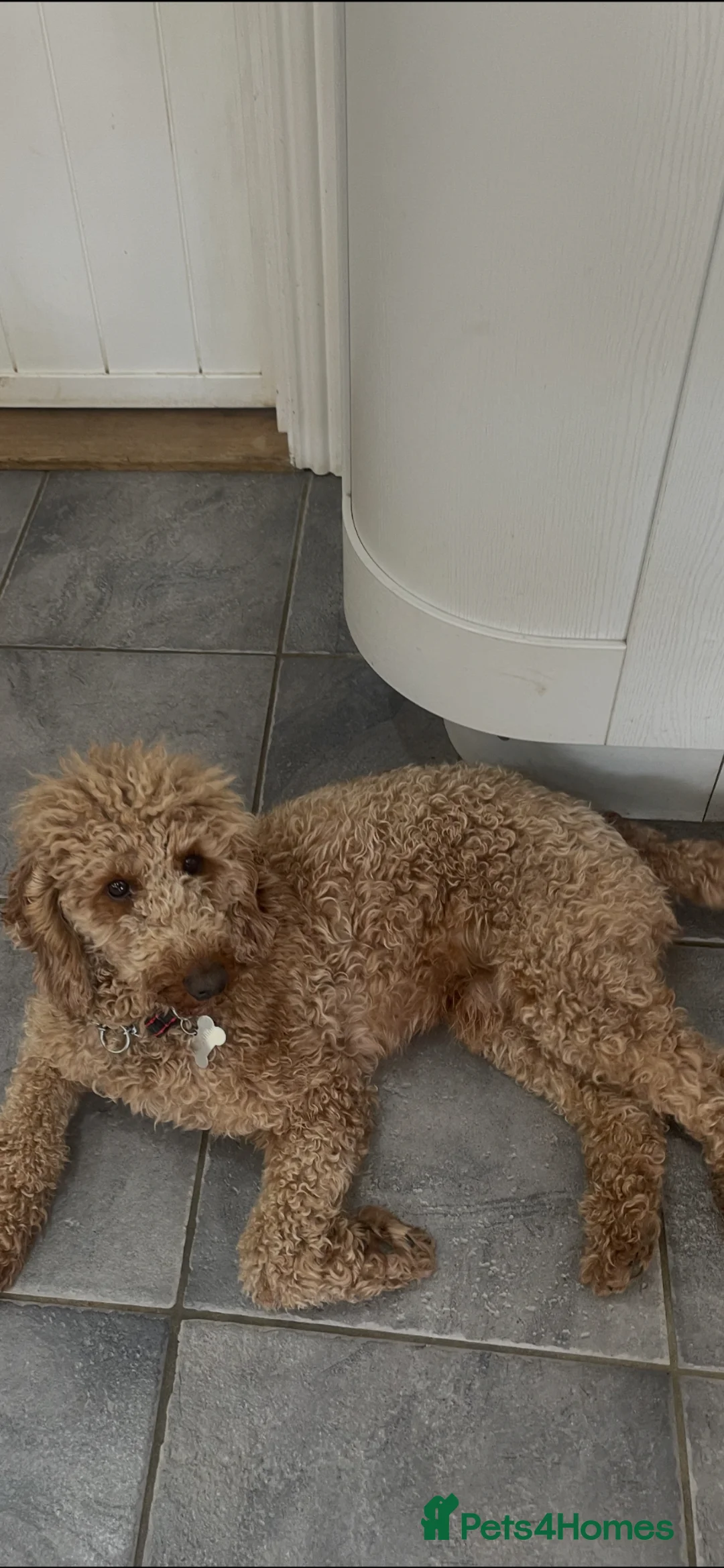 Miniature Poodle dogs for stud: Red miniature poodle - Advert 3