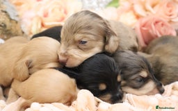 Miniature Dachshund dogs for sale: KC Longhair Miniature Dachshund Puppies - Image 27