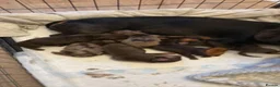 Miniature Dachshund dogs for sale: Miniature dachshunds  - Advert 6