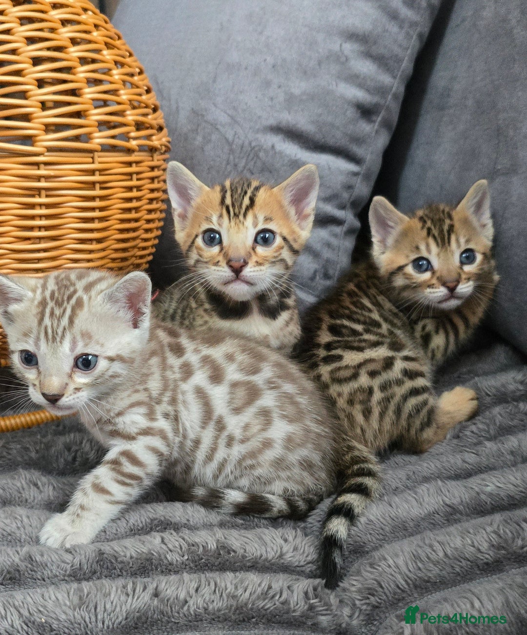 Bengal cats for sale: TICA Champion 2 boys available for reservation! - Advert 14