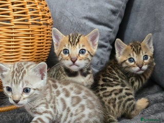 Bengal cats Waiting list open for kittens 2026-expecting 27.01 - Advert 6