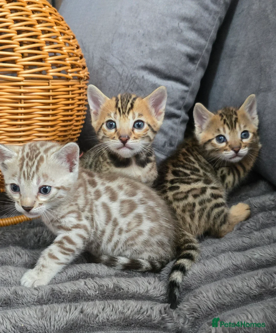 Bengal cats for sale: Waiting list open for kittens 2026-expecting 27.01 - Advert 2