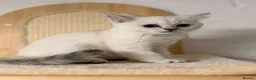 British Shorthair cats for sale: Beautiful kittens in Luton - Advert 24