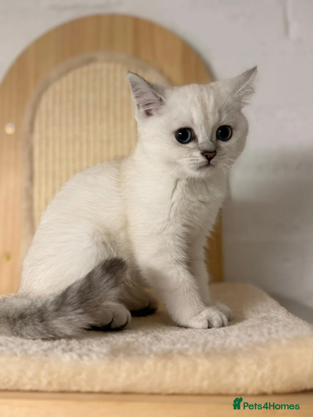 British Shorthair cats for sale: Beautiful kittens in Luton - Advert 24