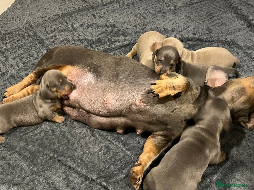 Dachshund dogs for sale: Stunning Dachshunds Viewing from 12 December  - Advert 17