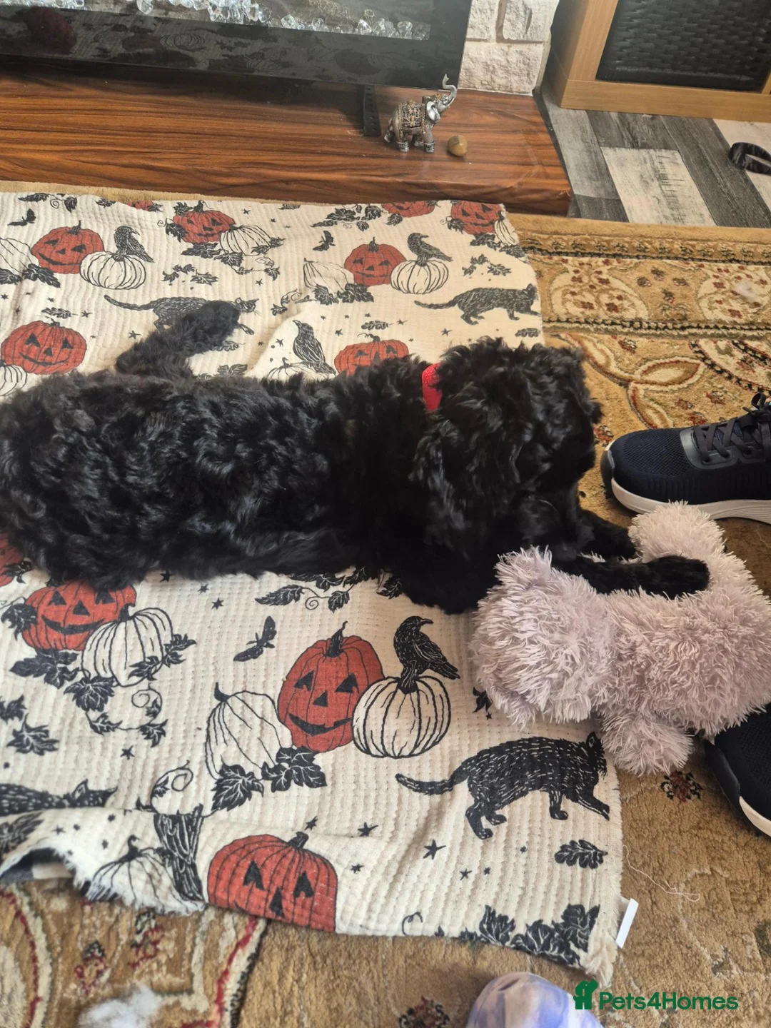 Mixed Breed dogs for sale: Cockerpoo - Advert 2