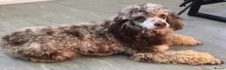 Mixed Breed dogs for sale: Unique Poo-Shi puppies - Advert 13