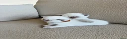 British Shorthair cats for sale: FULL PEDIGREE BSH KITTENS IN THE COTSWOLDS - Advert 32