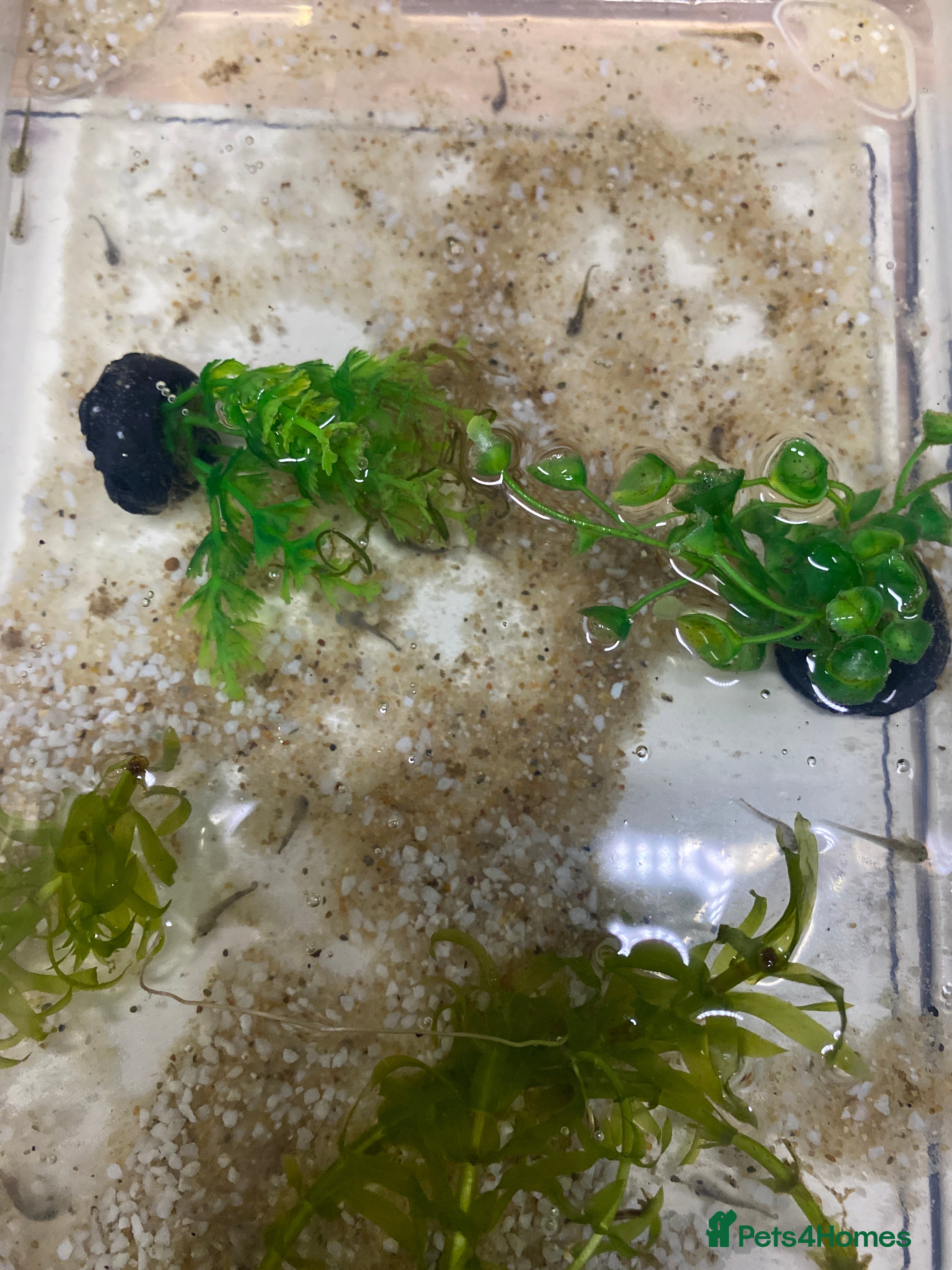 Axolotl reptiles Newly hatched young axolotls  - Advert 6