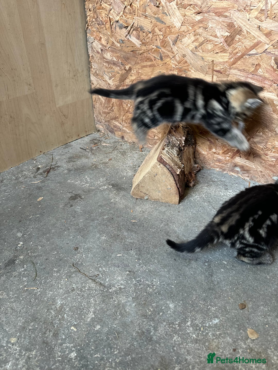 British Shorthair cats for sale: Beautiful kittens for sale - Image 33