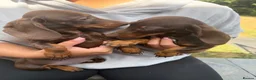 Miniature Dachshund dogs for sale: Miniature dachshund puppies reduced  - Advert 3
