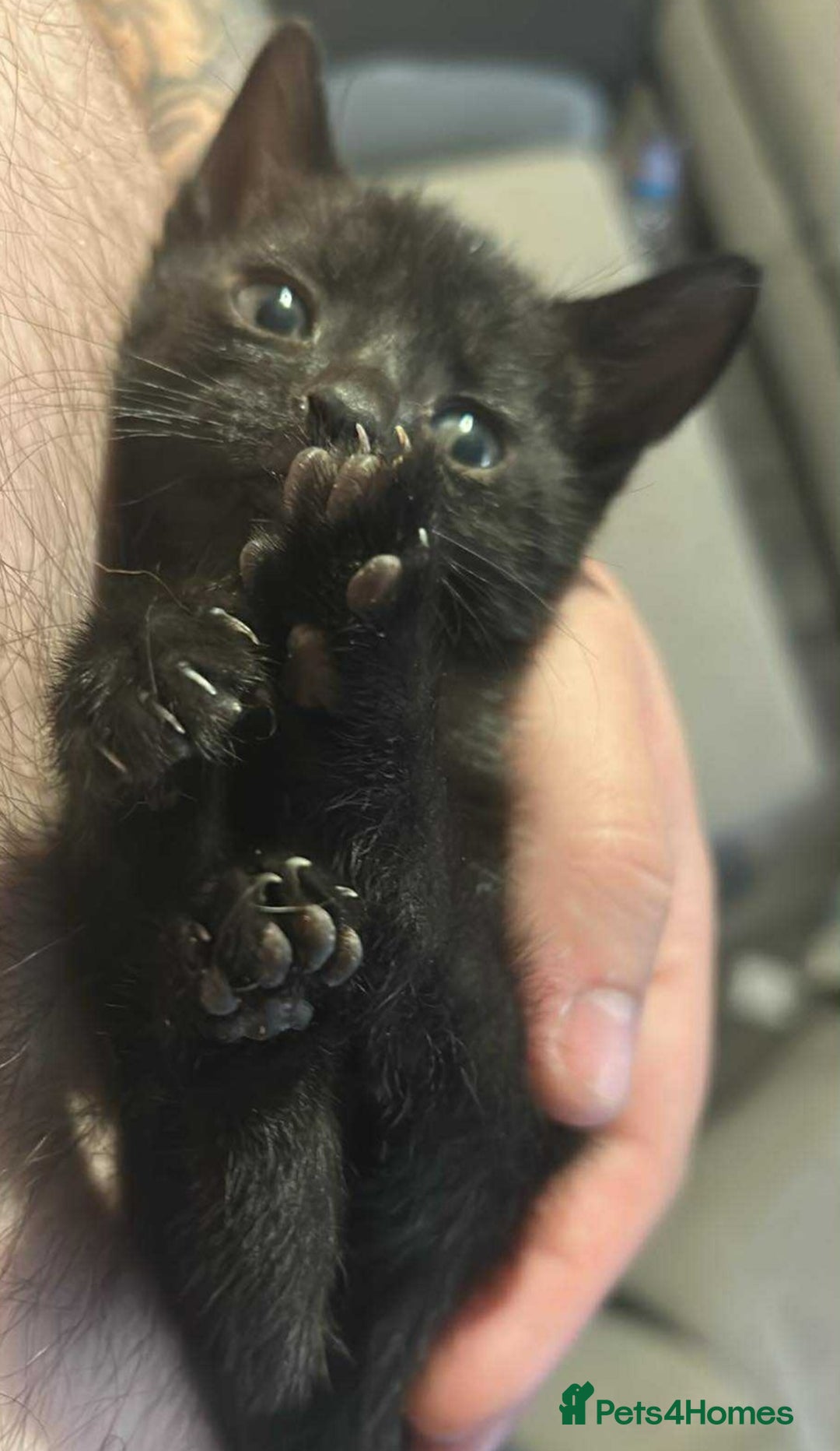 British Shorthair cats for sale: 4 Beautiful Black Kittens  - Image 3