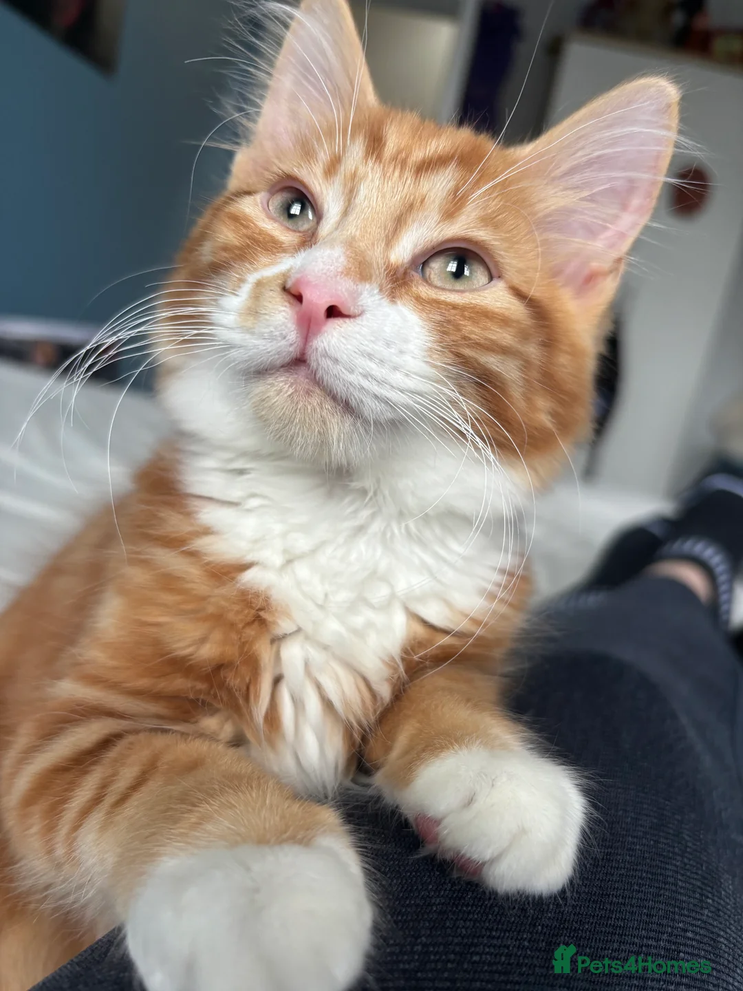 Mixed Breed cats for sale: Make ginger kitten for sale born 12th Novemeber.  - Advert 8