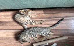 Mixed Breed cats for sale: Crossed BENGALS  - Image 14