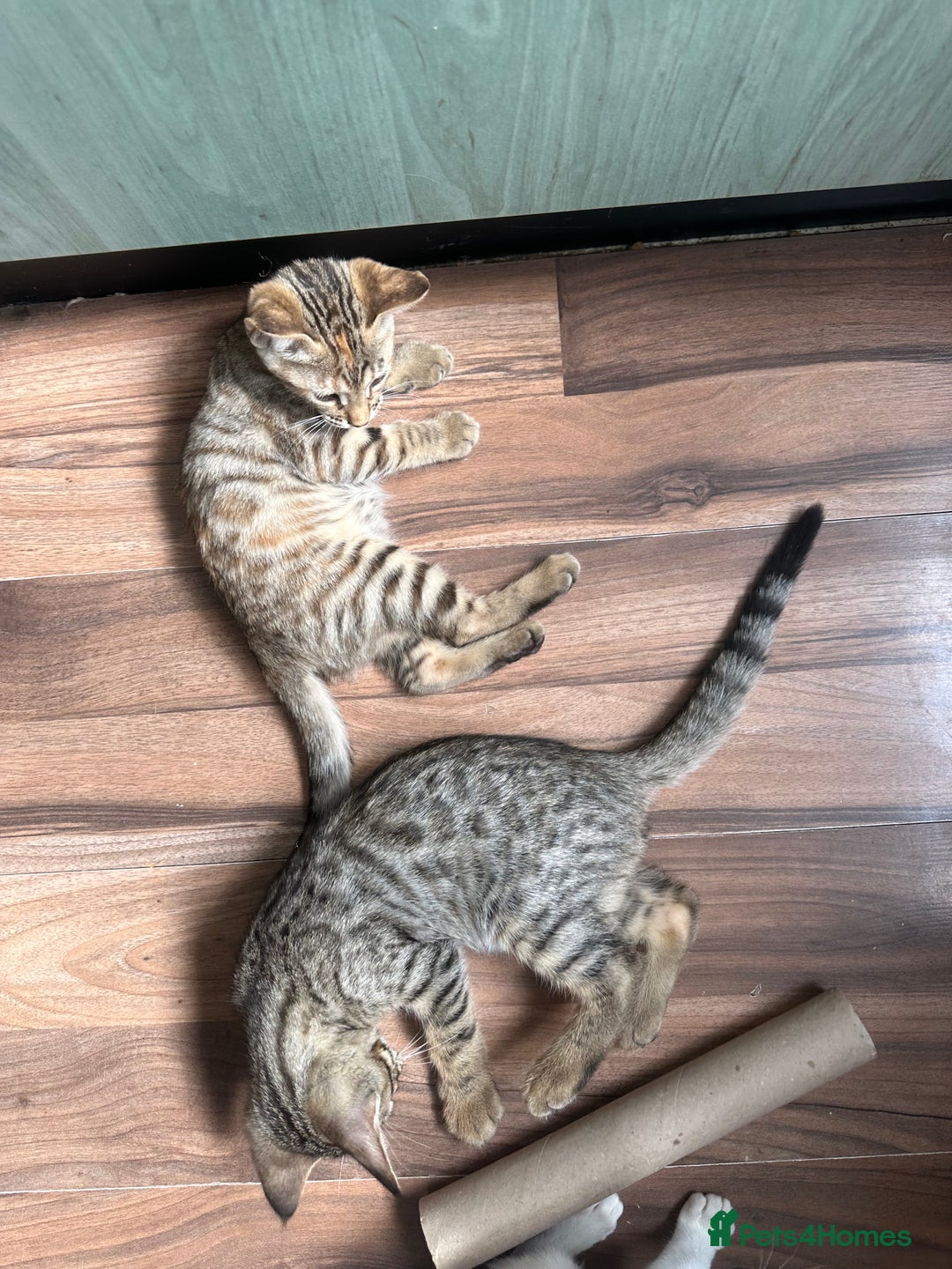 Mixed Breed cats for sale: Crossed BENGALS  - Image 14