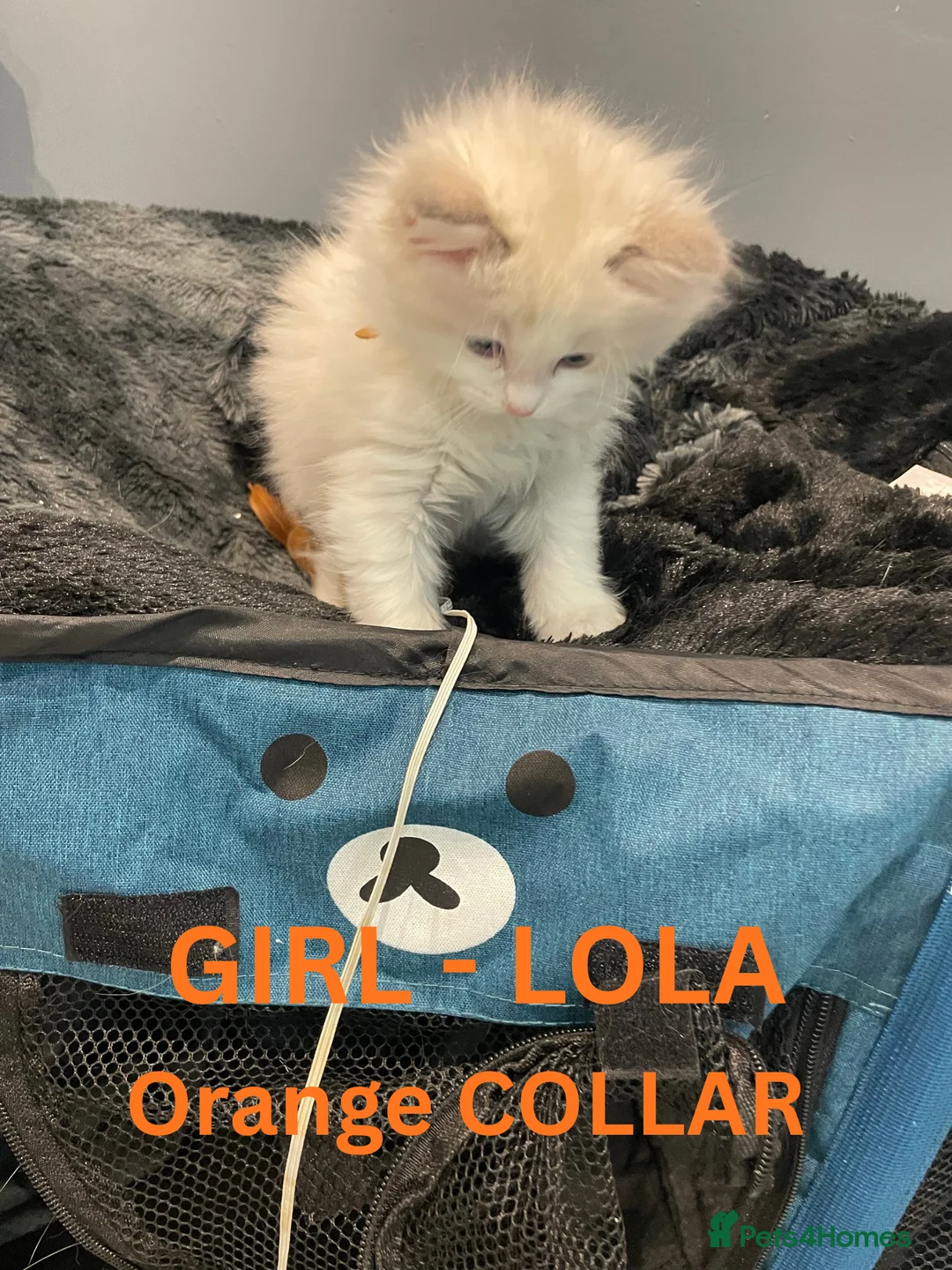 Ragdoll cats for sale: 4 lovely Blue Lynx Bicolour Ragdolls Kittens - Advert 13