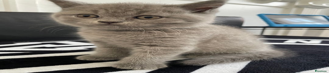 British Shorthair Kitten 3