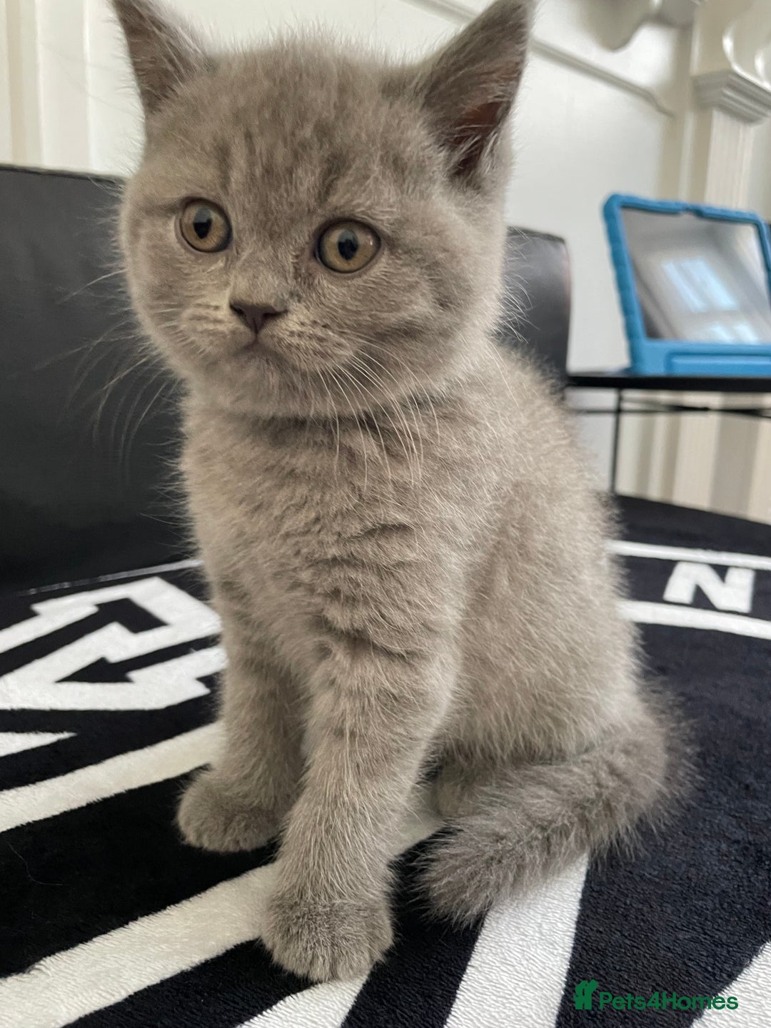 British Shorthair cats for sale: •Blue BSH Kittens – Ready Now . Last kitten left  - Image 18
