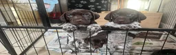 German Shorthaired Pointer dogs for sale: Inviting expressions of interest in litter - Advert 3
