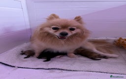 Pomeranian dogs for sale: Two 8 week old Pomeranian puppies  - Image 9