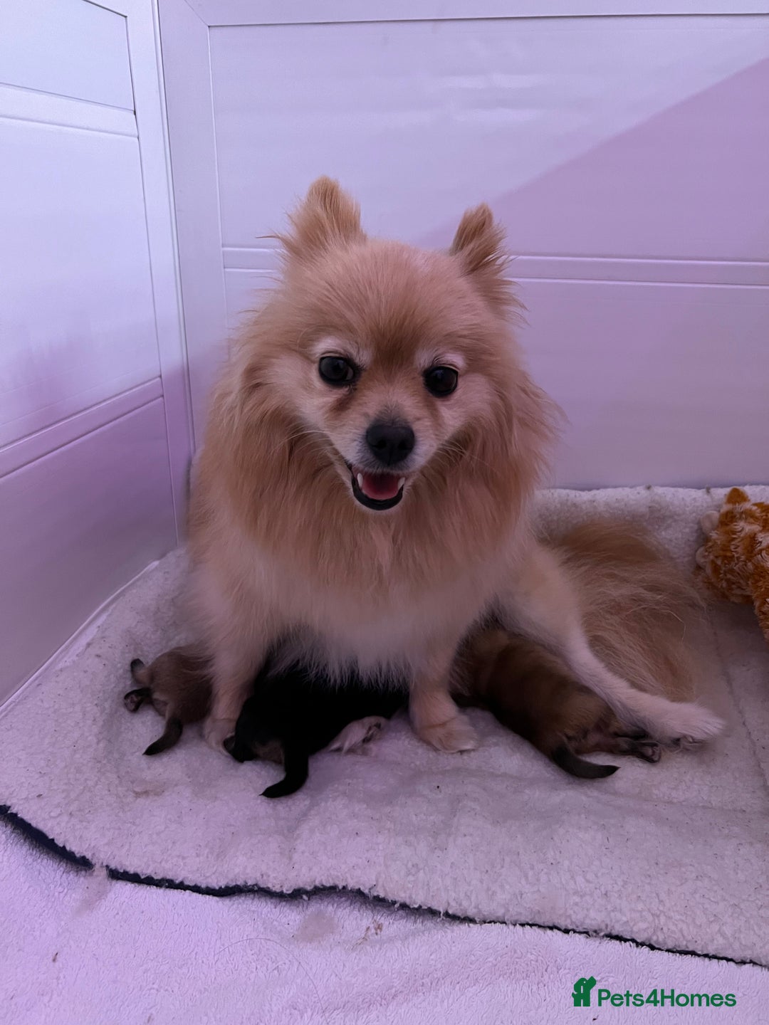 Pomeranian dogs for sale: Two 8 week old Pomeranian puppies  - Image 9