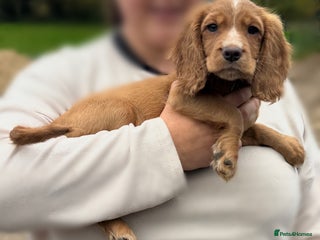 Cocker Spaniel dogs Last puppy left ready to leave now - Advert 7