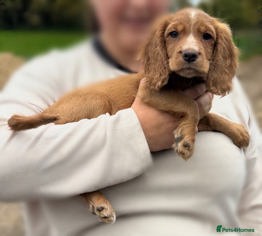 Cocker Spaniel dogs Last puppy left ready to leave now - Advert 2