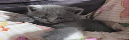 British Shorthair cats for sale: Beautiful Confident and Loving Kittens. - Advert 11