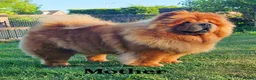 Chow Chow dogs for sale: Crufts and European champions litter  - Advert 14