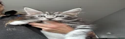 Maine Coon cats for sale: Stunning silver Maine Coon kittens ready now - Advert 11